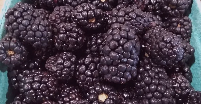 Berries