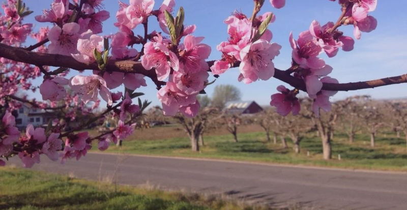 Blossoms