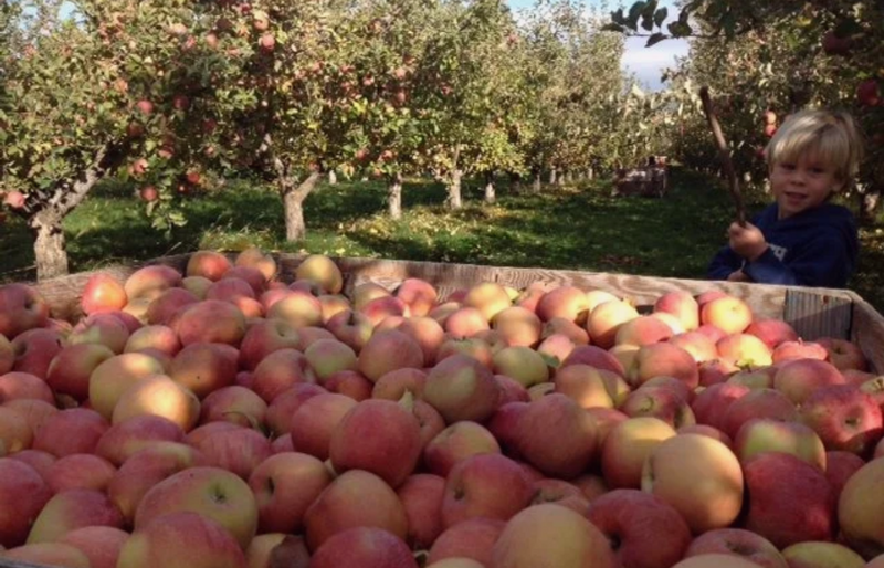 apples - Kelley Orchards.png