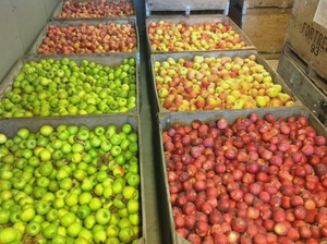 fresh fruit