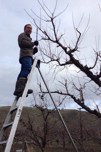 ladder pruning